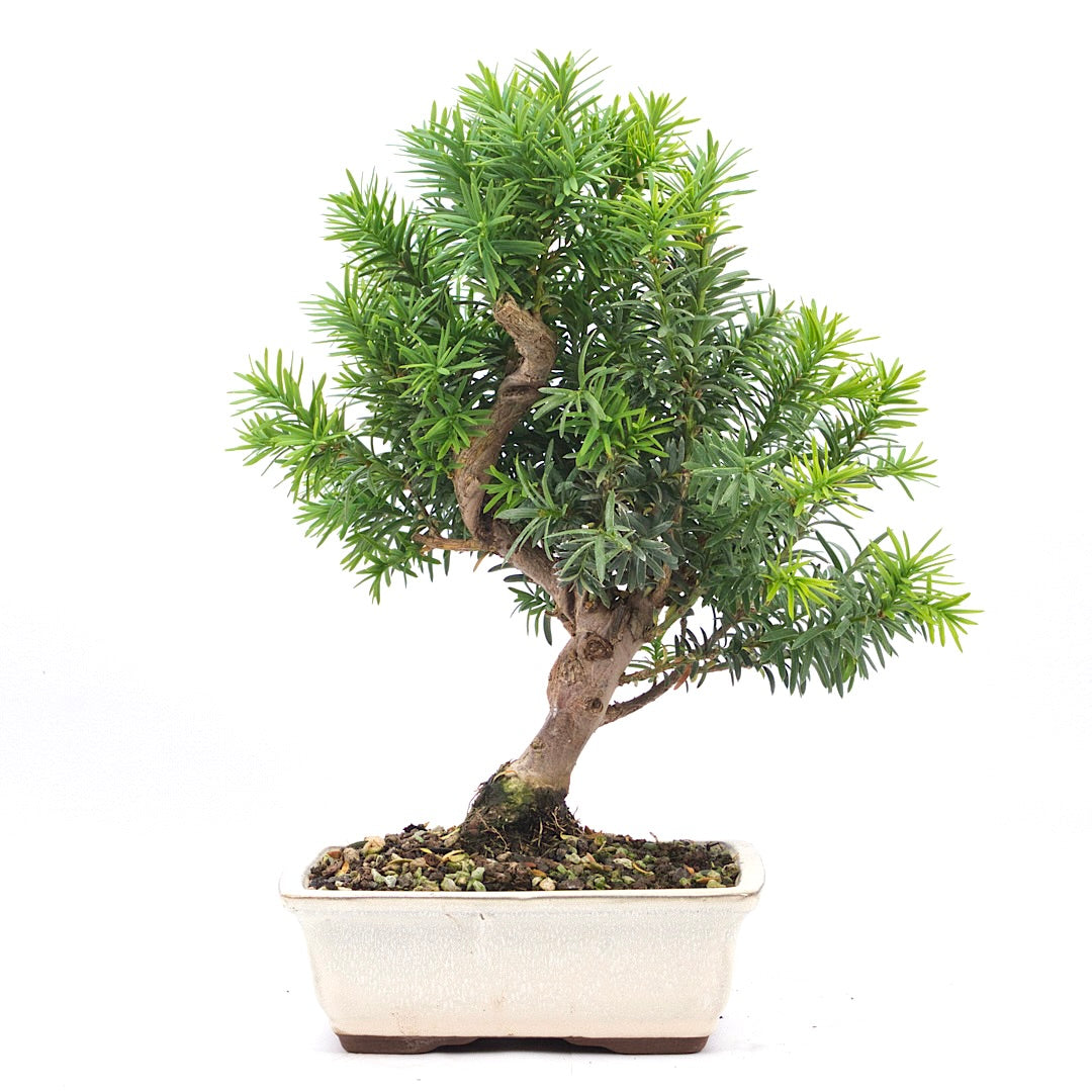 Eibe Hybrid 'Taxus media'